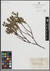 Foto von Salix arbuscula L.